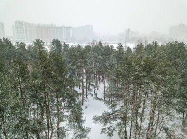 Hava aracı görüntüsü. Bir kar fırtınasında şehrin arka planında karla kaplı kozalaklı ağaçlar. Bulutlu karlı kış günü.