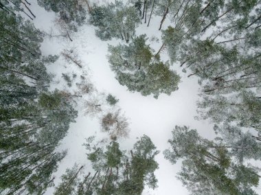 Hava aracı üst görüntüsü. Karla kaplı kozalaklı ağaçlar. Bulutlu karlı kış günü.