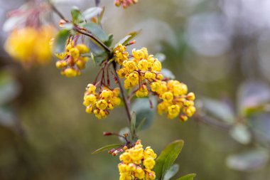 Sarı çalı çiçekleri. Ayrıntılı makro görünüm.