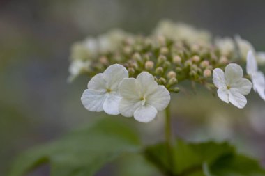 Beyaz kuş kiraz çiçeği. Ayrıntılı makro görünüm.
