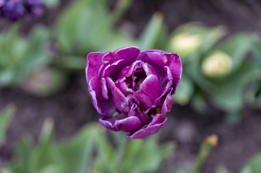 Mor çiçek. Ayrıntılı makro görünüm.