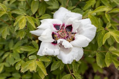 Beyaz şakayık çiçeği. Ayrıntılı makro görünüm.