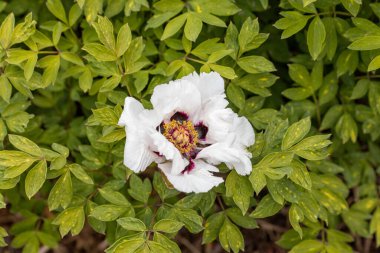 Beyaz şakayık çiçeği. Ayrıntılı makro görünüm.