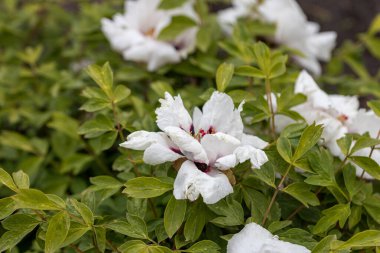 Beyaz şakayık çiçeği. Ayrıntılı makro görünüm.