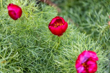 Kırmızı çiçek. Ayrıntılı makro görünüm.