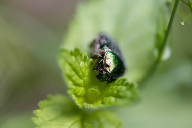 Yeşil yapraklı bir çiçek böceği. Ayrıntılı makro görünüm.