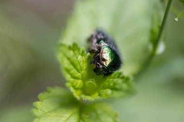 Yeşil yapraklı bir çiçek böceği. Ayrıntılı makro görünüm.