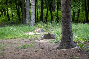 Yazın yeşil yaprak döken orman.