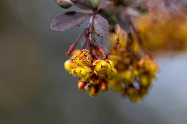 Yellow bush flowers. Detailed macro view.