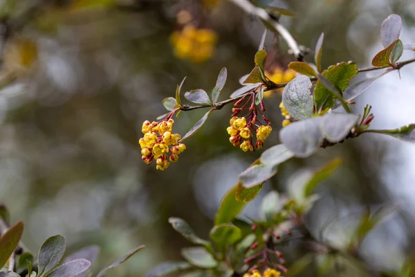 Yellow bush flowers. Detailed macro view.