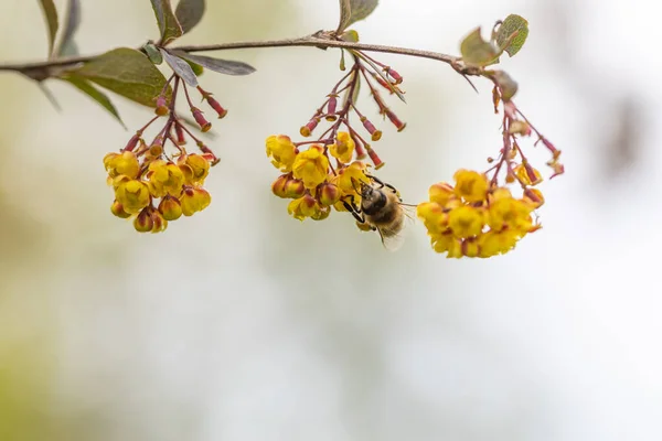 Bee on yellow bush flowers. Detailed macro view.