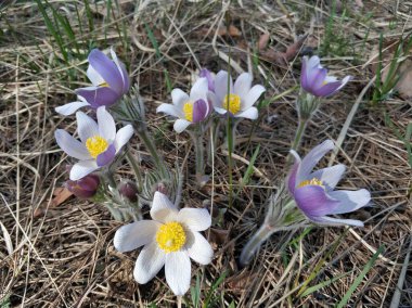 Bahar çiçekleri pulsatilla vernalis doğal arka planda, ayrıntılı makro görünüm.