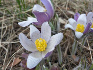 Bahar çiçekleri pulsatilla vernalis doğal arka planda, ayrıntılı makro görünüm.