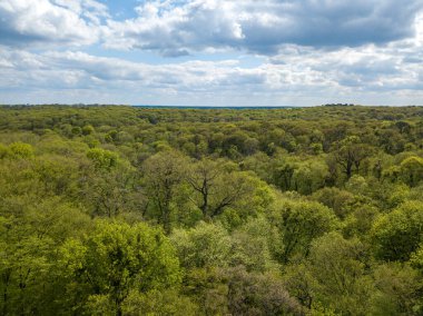 Baharın başında yaprak döken ormanda yeşil ağaçlar. Hava aracı görünümü.