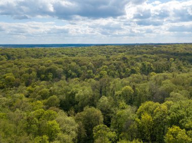 Baharın başında yaprak döken ormanda yeşil ağaçlar. Hava aracı görünümü.