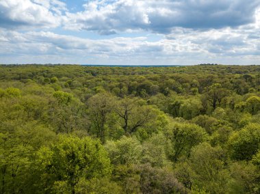 Baharın başında yaprak döken ormanda yeşil ağaçlar. Hava aracı görünümü.