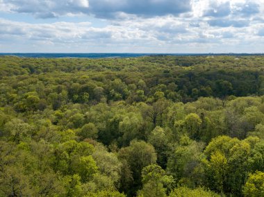 Baharın başında yaprak döken ormanda yeşil ağaçlar. Hava aracı görünümü.