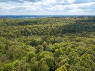 Baharın başında yaprak döken ormanda yeşil ağaçlar. Hava aracı görünümü.
