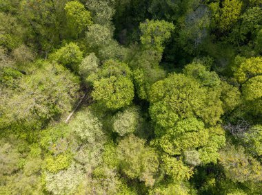 Baharın başında yaprak döken ormanda yeşil ağaçlar. Hava aracı görünümü.