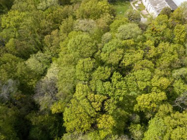 Baharın başında yaprak döken ormanda yeşil ağaçlar. Hava aracı görünümü.