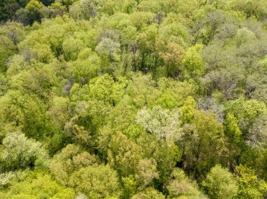 Baharın başında yaprak döken ormanda yeşil ağaçlar. Hava aracı görünümü.