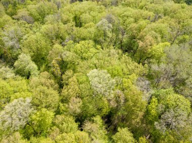 Baharın başında yaprak döken ormanda yeşil ağaçlar. Hava aracı görünümü.