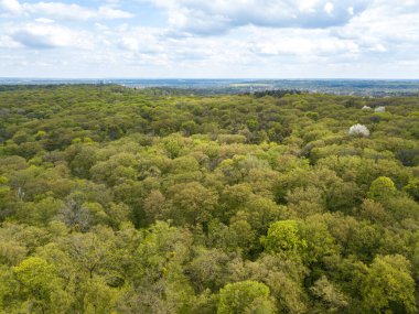 Baharın başında yaprak döken ormanda yeşil ağaçlar. Hava aracı görünümü.