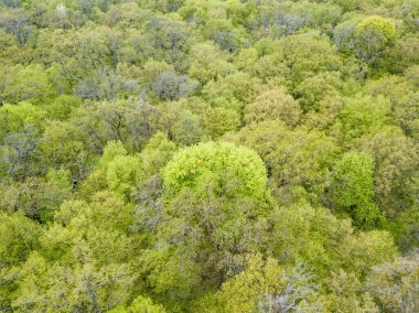 Baharın başında yaprak döken ormanda yeşil ağaçlar. Hava aracı görünümü.