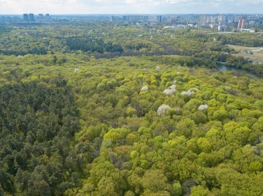 Baharın başında yaprak döken ormanda yeşil ağaçlar. Hava aracı görünümü.
