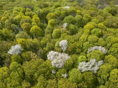 Baharın başlarında yeşil ormanın içinde beyaz çiçek açan elma ağacı. Hava aracı görünümü.