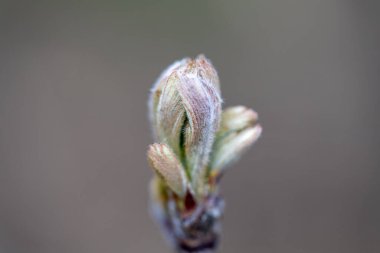 Baharın başında bir ağaç tomurcuğu. Ayrıntılı makro görünüm