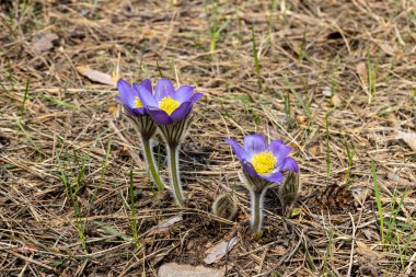 Bahar çiçekleri pulsatilla vernalis doğal arka planda, ayrıntılı makro görünüm.