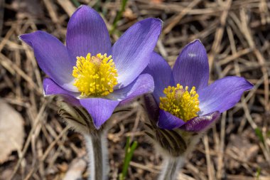 Bahar çiçekleri pulsatilla vernalis doğal arka planda, ayrıntılı makro görünüm.