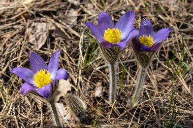 Bahar çiçekleri pulsatilla vernalis doğal arka planda, ayrıntılı makro görünüm.