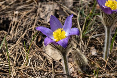 Bahar çiçekleri pulsatilla vernalis doğal arka planda, ayrıntılı makro görünüm.