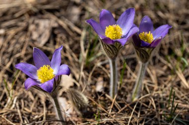 Bahar çiçekleri pulsatilla vernalis doğal arka planda, ayrıntılı makro görünüm.