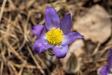 Bahar çiçekleri pulsatilla vernalis doğal arka planda, ayrıntılı makro görünüm.
