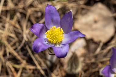 Bahar çiçekleri pulsatilla vernalis doğal arka planda, ayrıntılı makro görünüm.