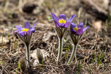 Bahar çiçekleri pulsatilla vernalis doğal arka planda, ayrıntılı makro görünüm.