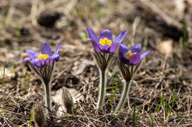 Bahar çiçekleri pulsatilla vernalis doğal arka planda, ayrıntılı makro görünüm.
