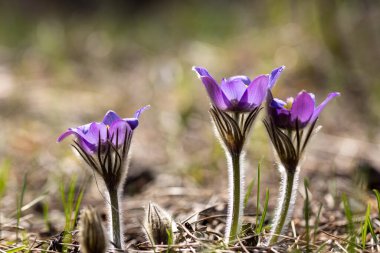 Bahar çiçekleri pulsatilla vernalis doğal arka planda, ayrıntılı makro görünüm.