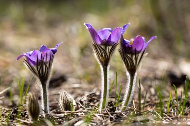 Bahar çiçekleri pulsatilla vernalis doğal arka planda, ayrıntılı makro görünüm.