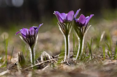 Bahar çiçekleri pulsatilla vernalis doğal arka planda, ayrıntılı makro görünüm.