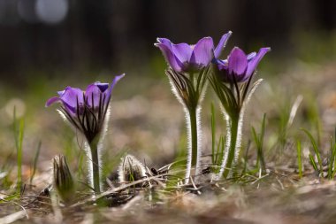 Bahar çiçekleri pulsatilla vernalis doğal arka planda, ayrıntılı makro görünüm.