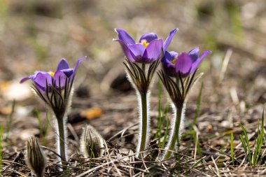 Bahar çiçekleri pulsatilla vernalis doğal arka planda, ayrıntılı makro görünüm.