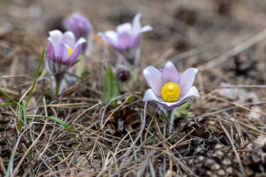 Bahar çiçekleri pulsatilla vernalis doğal arka planda, ayrıntılı makro görünüm.