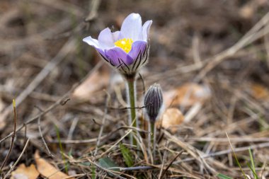 Bahar çiçekleri pulsatilla vernalis doğal arka planda, ayrıntılı makro görünüm.