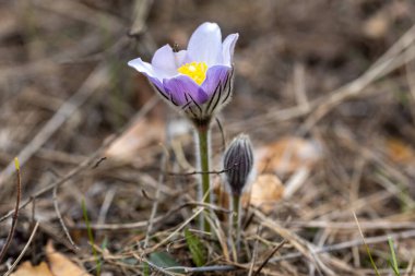 Bahar çiçekleri pulsatilla vernalis doğal arka planda, ayrıntılı makro görünüm.