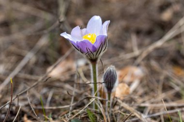 Bahar çiçekleri pulsatilla vernalis doğal arka planda, ayrıntılı makro görünüm.