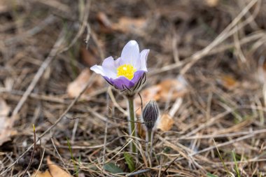 Bahar çiçekleri pulsatilla vernalis doğal arka planda, ayrıntılı makro görünüm.